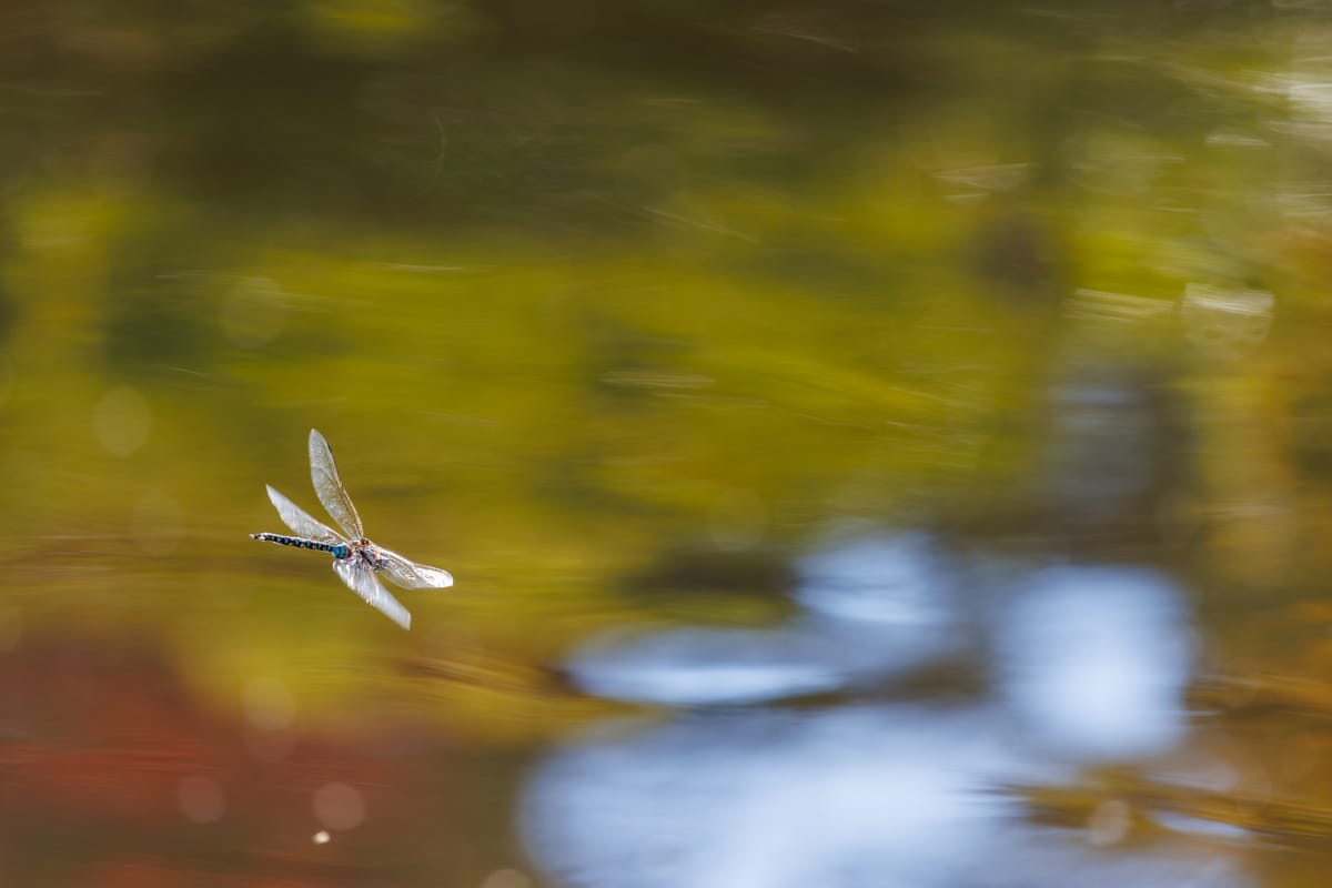 蜻蛉 / The Dragonfly